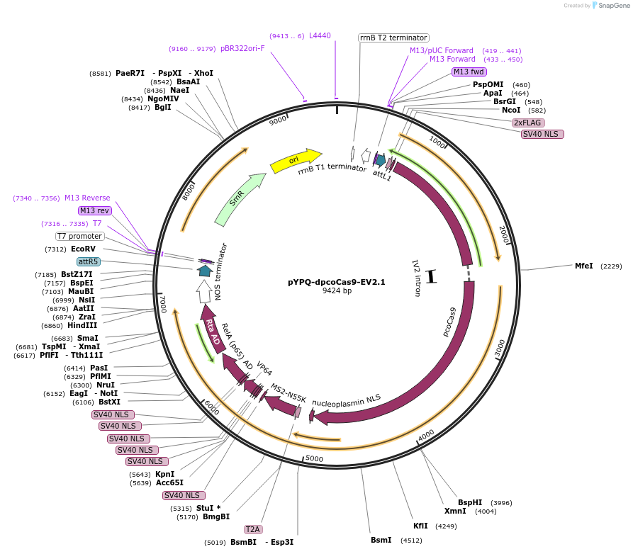 158411-plasmid-map-sequence-id-331004
