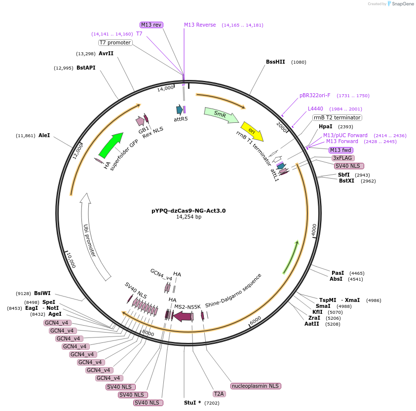158415-plasmid-map-sequence-id-331006