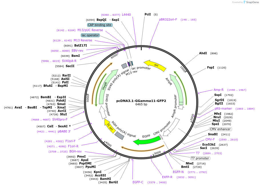 166780-plasmid-map-sequence-id-331008