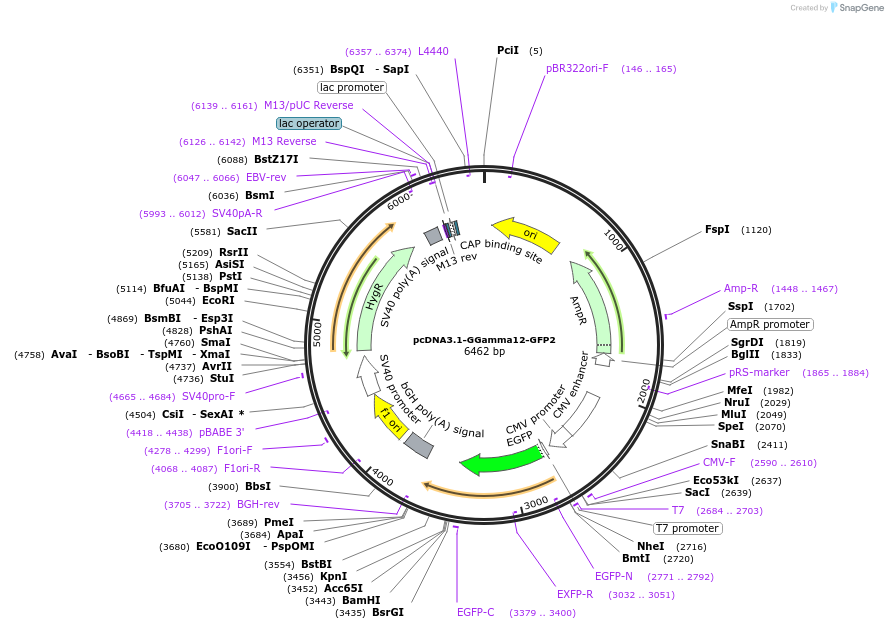 166781-plasmid-map-sequence-id-331013