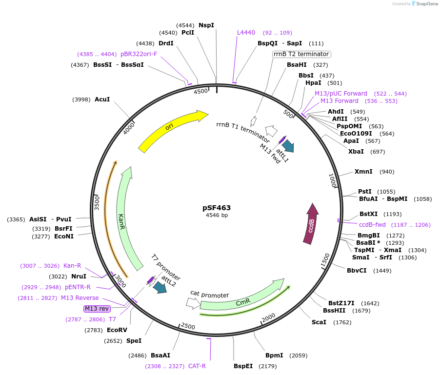 167671-plasmid-map-sequence-id-331019