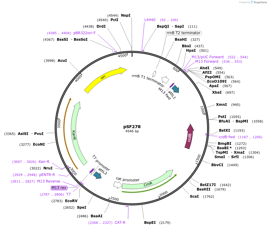167673-plasmid-map-sequence-id-331022