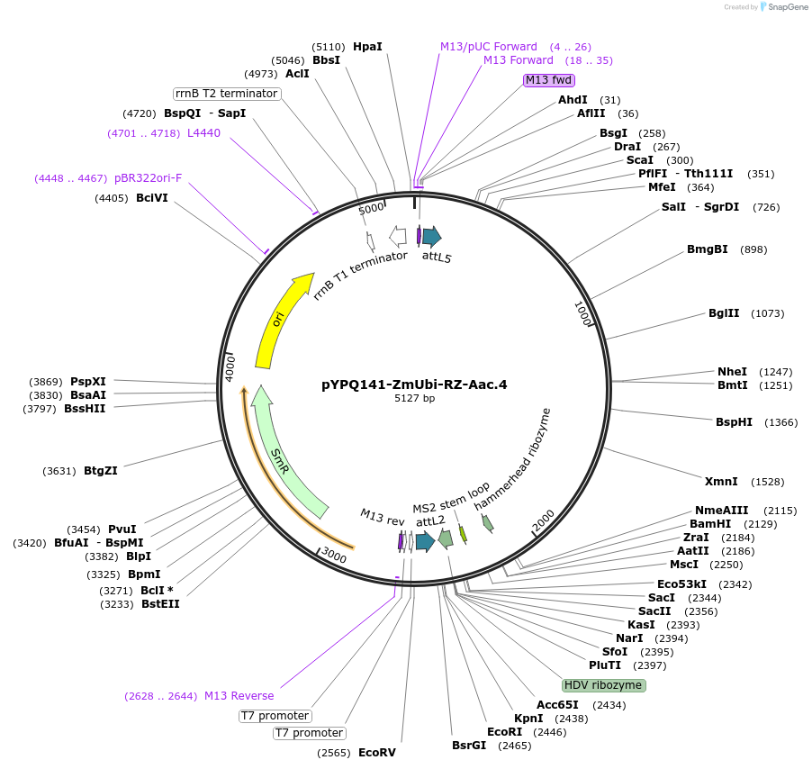 158406-plasmid-map-sequence-id-331024