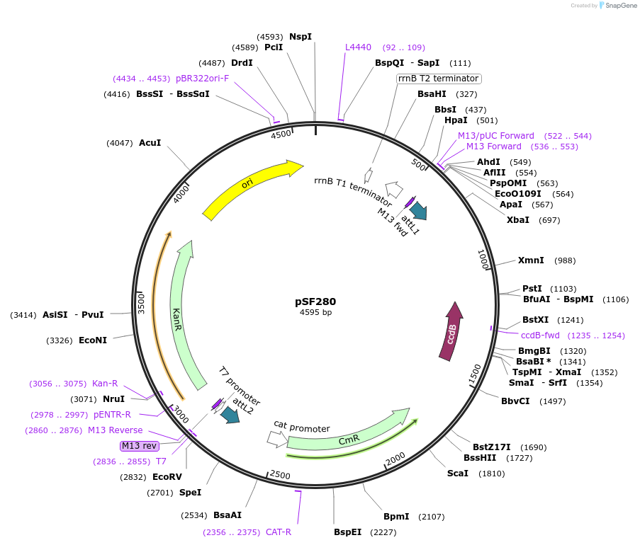 167675-plasmid-map-sequence-id-331040