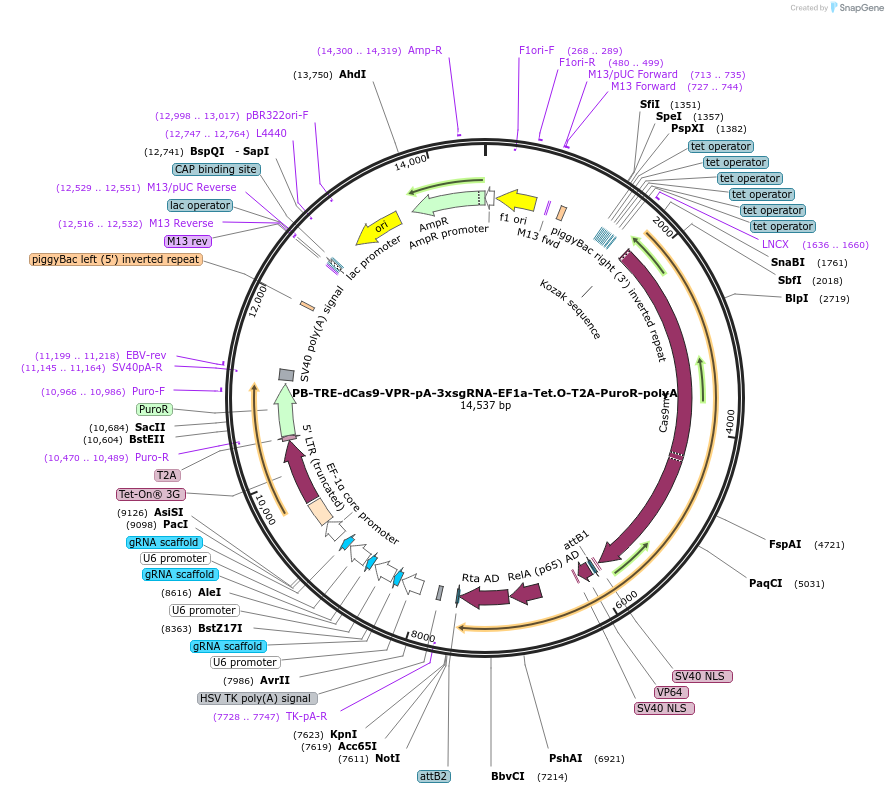 166693-plasmid-map-sequence-id-331043