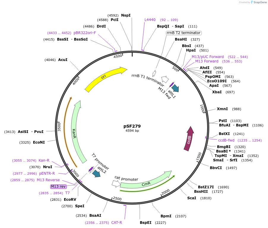 167674-plasmid-map-sequence-id-331044