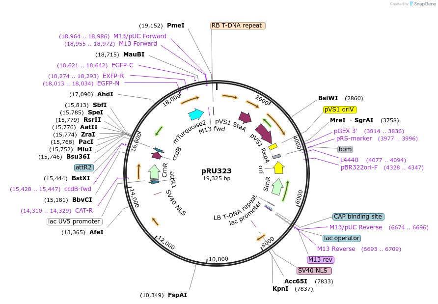 167690-plasmid-map-sequence-id-331046