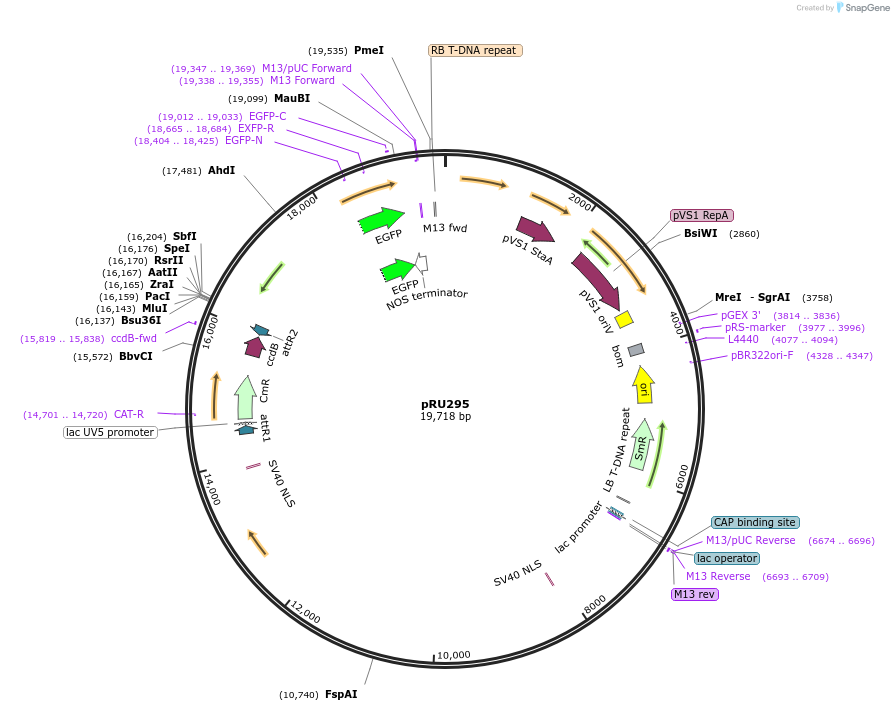 167694-plasmid-map-sequence-id-331047