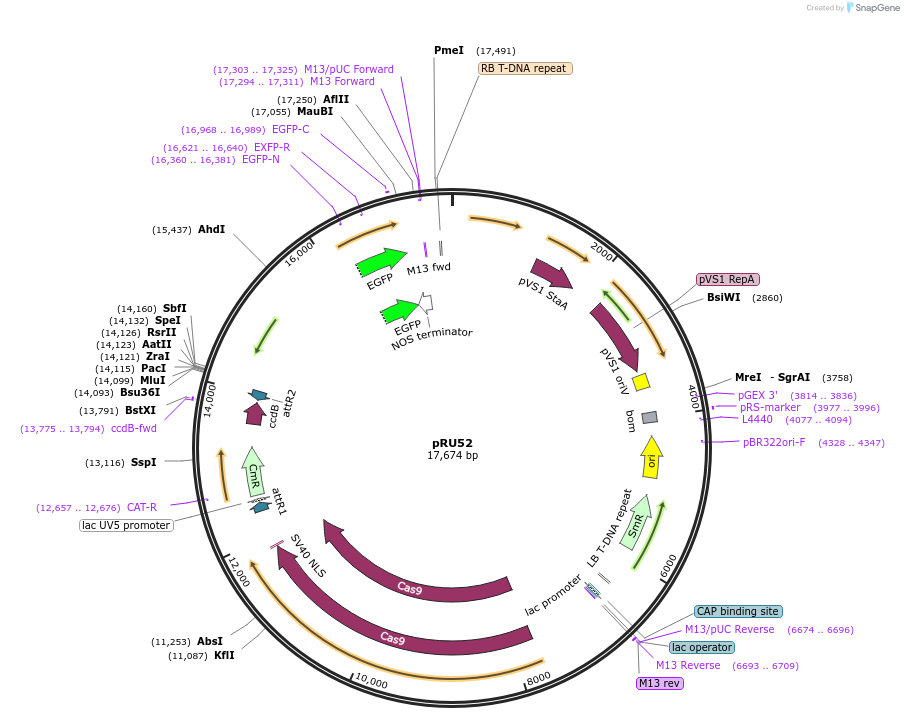 167678-plasmid-map-sequence-id-331049