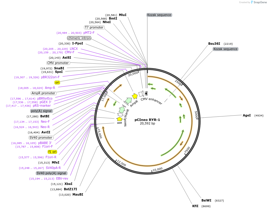 75113-plasmid-map-sequence-id-331050