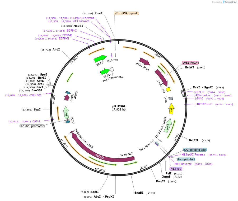 167693-plasmid-map-sequence-id-331051
