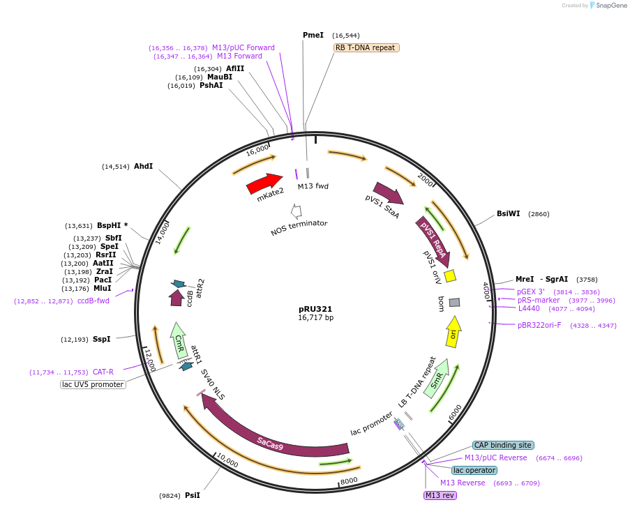 167681-plasmid-map-sequence-id-331052