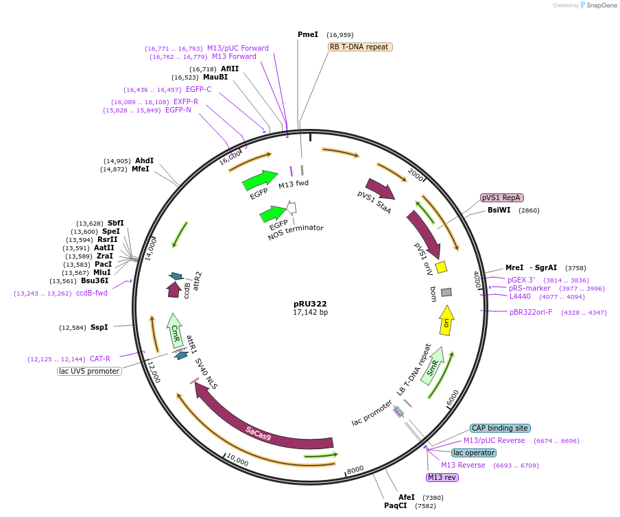 167683-plasmid-map-sequence-id-331053