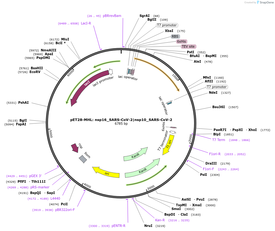 167849-plasmid-map-sequence-id-331060