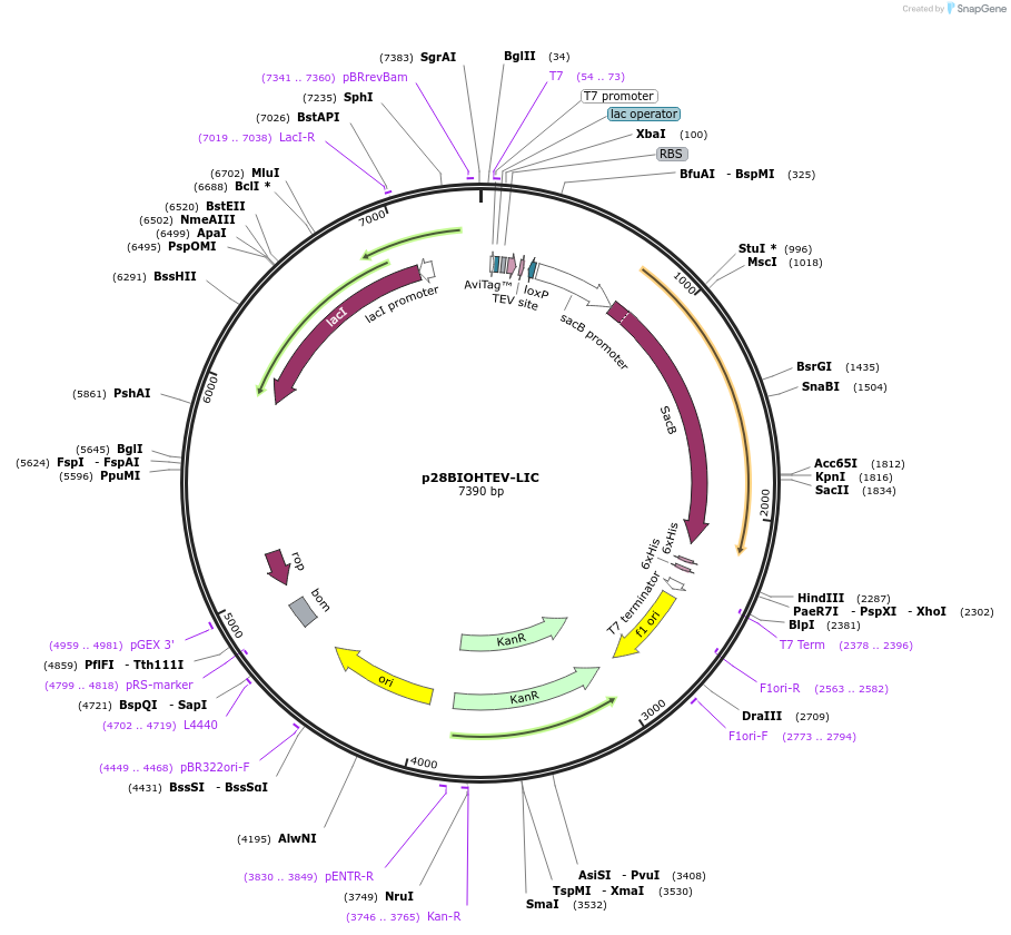 167852-plasmid-map-sequence-id-331065