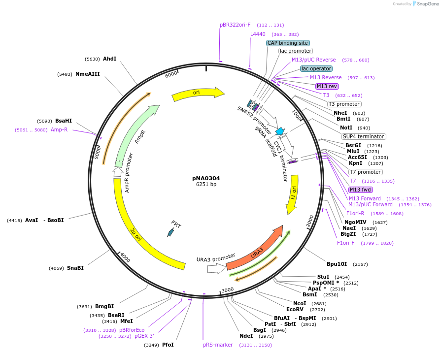 165612-plasmid-map-sequence-id-331070