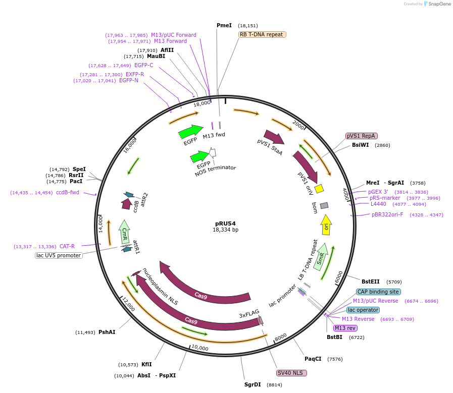 167680-plasmid-map-sequence-id-331083