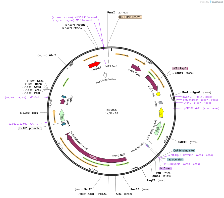 167684-plasmid-map-sequence-id-331089