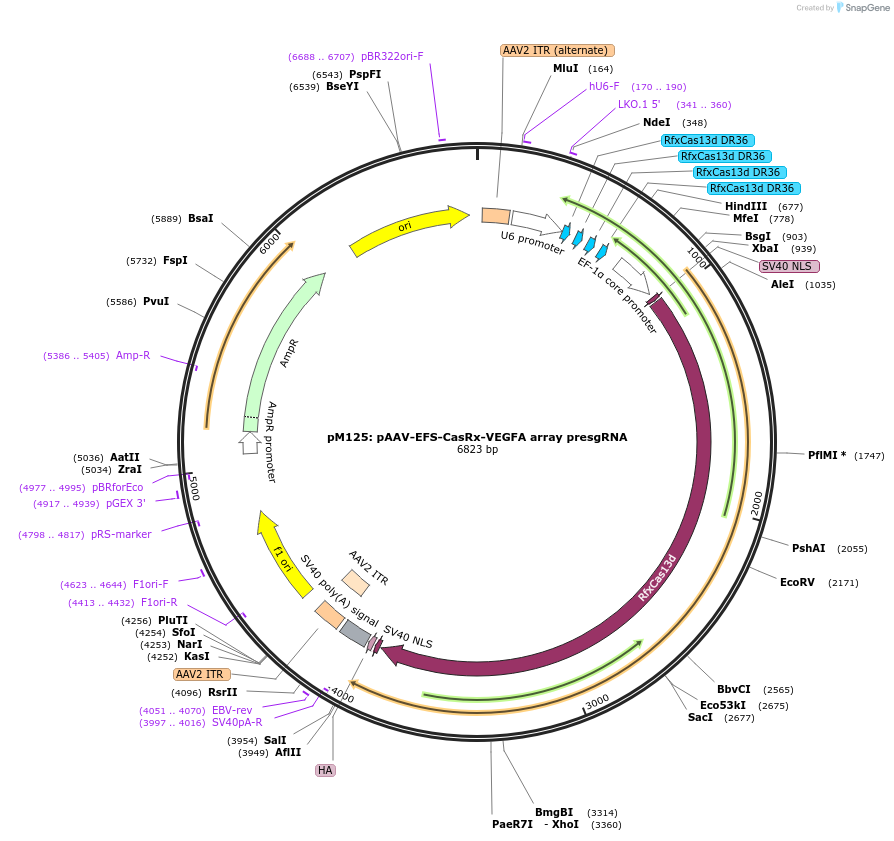 166873-plasmid-map-sequence-id-331090