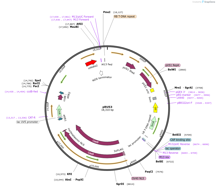 167679-plasmid-map-sequence-id-331091