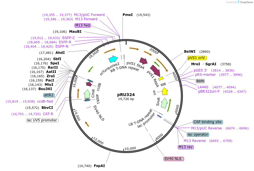 167691-plasmid-map-sequence-id-331092