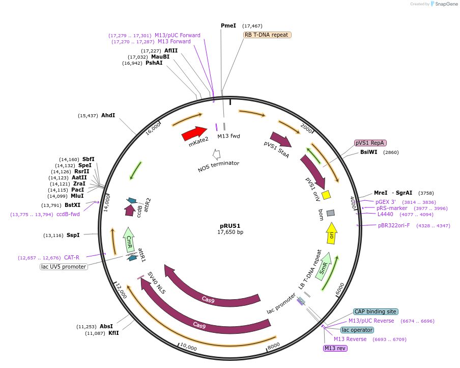 167677-plasmid-map-sequence-id-331094