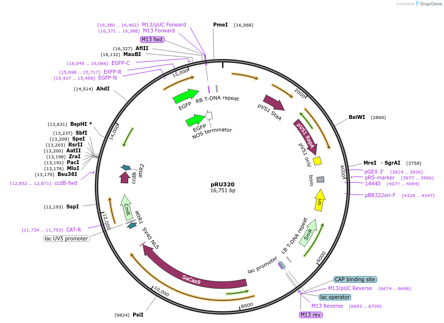 167682-plasmid-map-sequence-id-331097