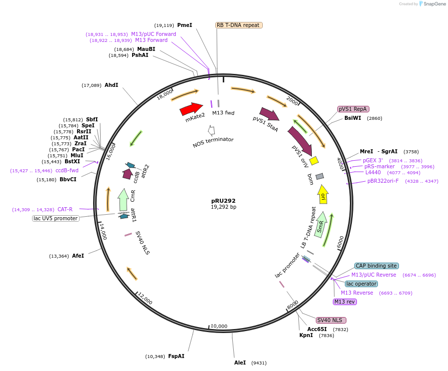 167687-plasmid-map-sequence-id-331099