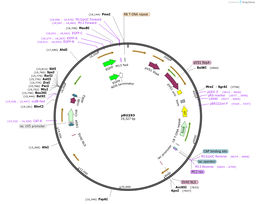 167688-plasmid-map-sequence-id-331100