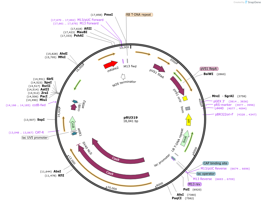 167686-plasmid-map-sequence-id-331101