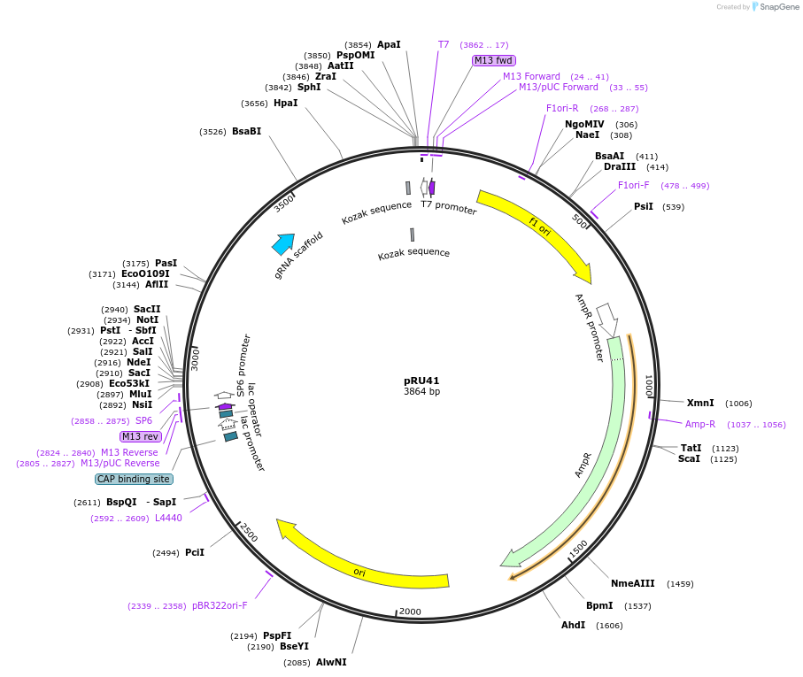 167663-plasmid-map-sequence-id-331102