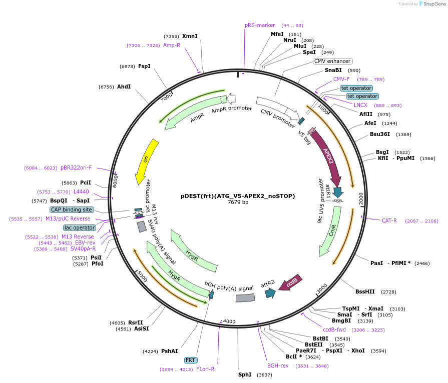 168207-plasmid-map-sequence-id-331104