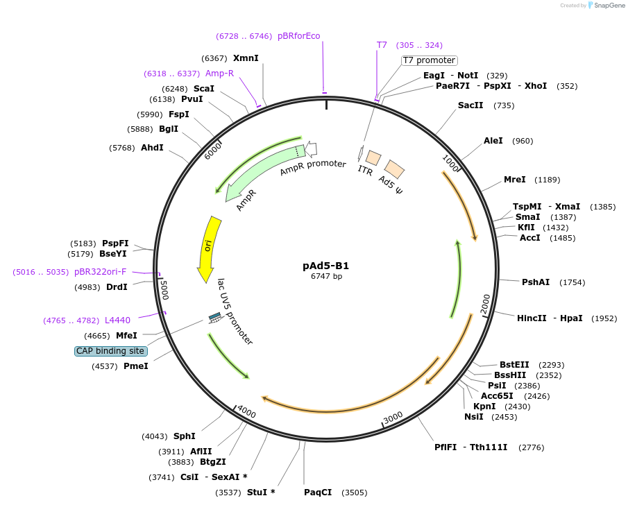 122551-plasmid-map-sequence-id-331111