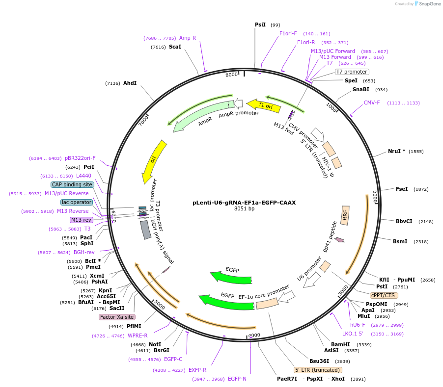167936-plasmid-map-sequence-id-331123