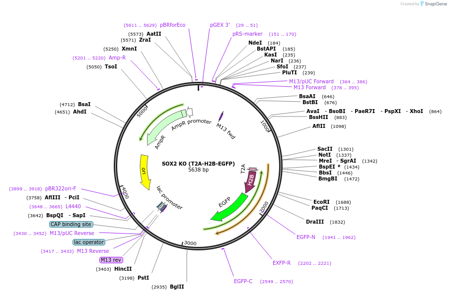 167969-plasmid-map-sequence-id-331127