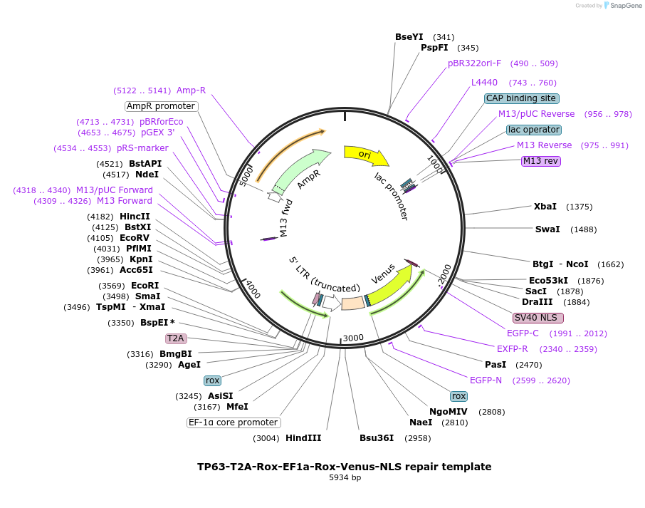 167971-plasmid-map-sequence-id-331132