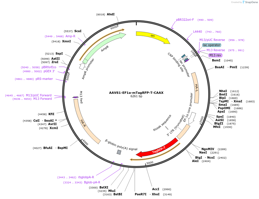 167973-plasmid-map-sequence-id-331135