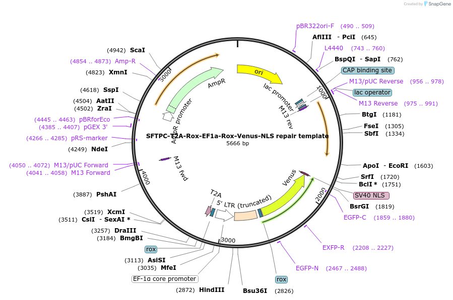 167943-plasmid-map-sequence-id-331139