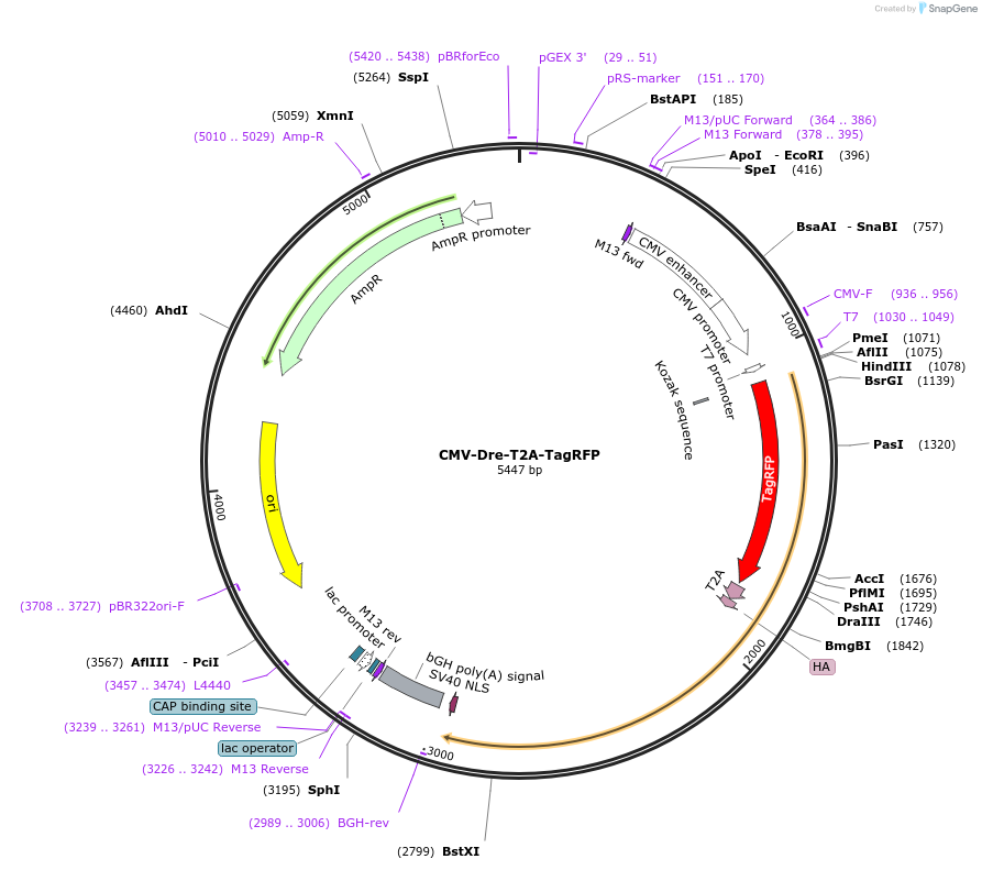 167968-plasmid-map-sequence-id-331140