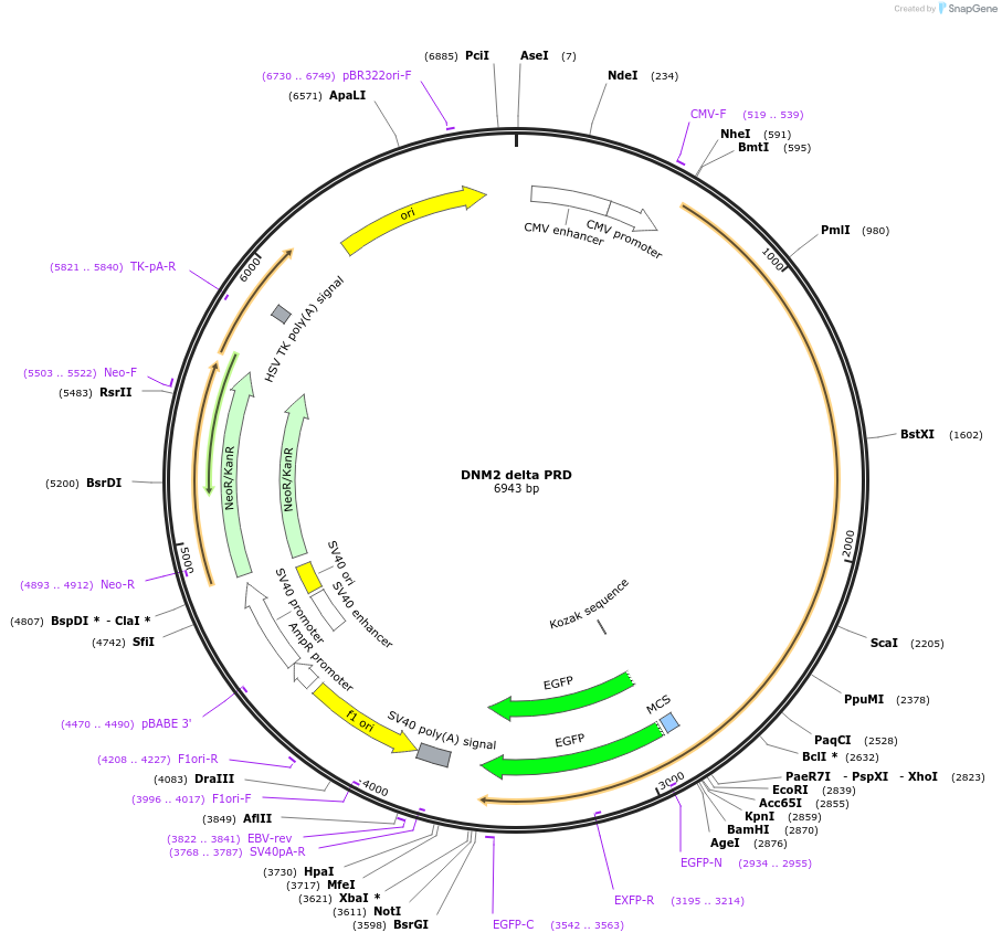 168275-plasmid-map-sequence-id-331147