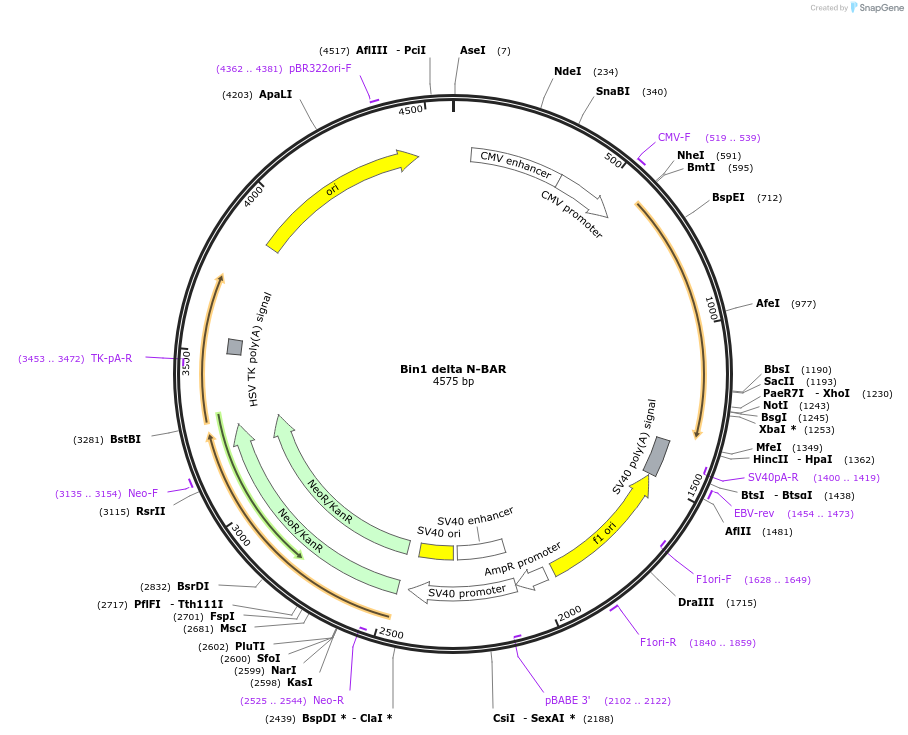 168282-plasmid-map-sequence-id-331149
