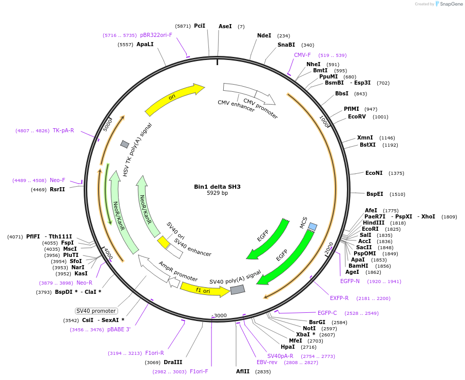 168283-plasmid-map-sequence-id-331150