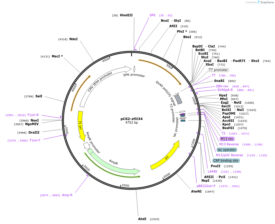 168112-plasmid-map-sequence-id-331153