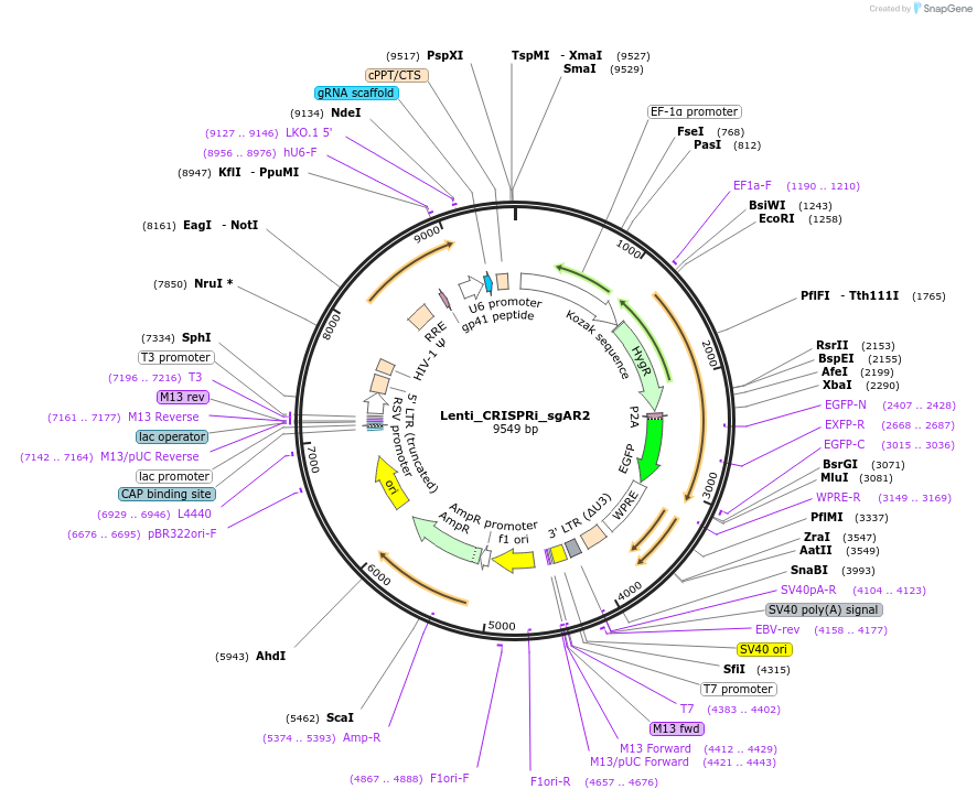 167001-plasmid-map-sequence-id-331182