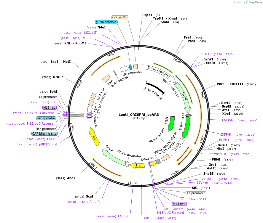167002-plasmid-map-sequence-id-331183