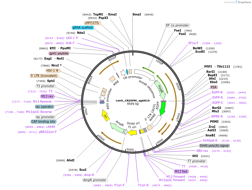 167003-plasmid-map-sequence-id-331184