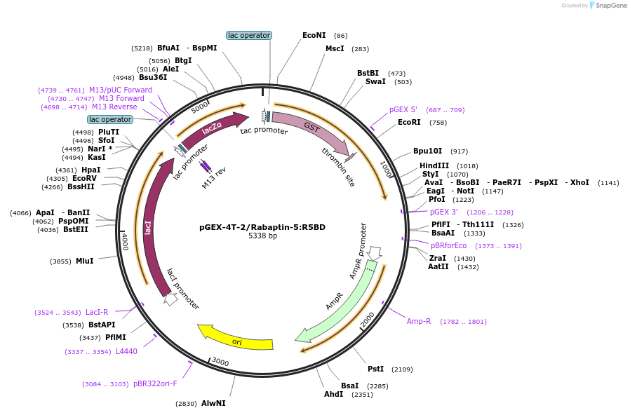 168808-plasmid-map-sequence-id-331194