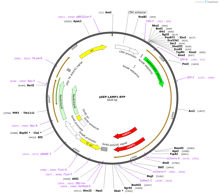 167970-plasmid-map-sequence-id-331200