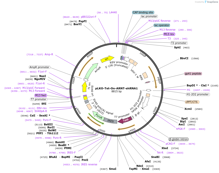 166910-plasmid-map-sequence-id-331201