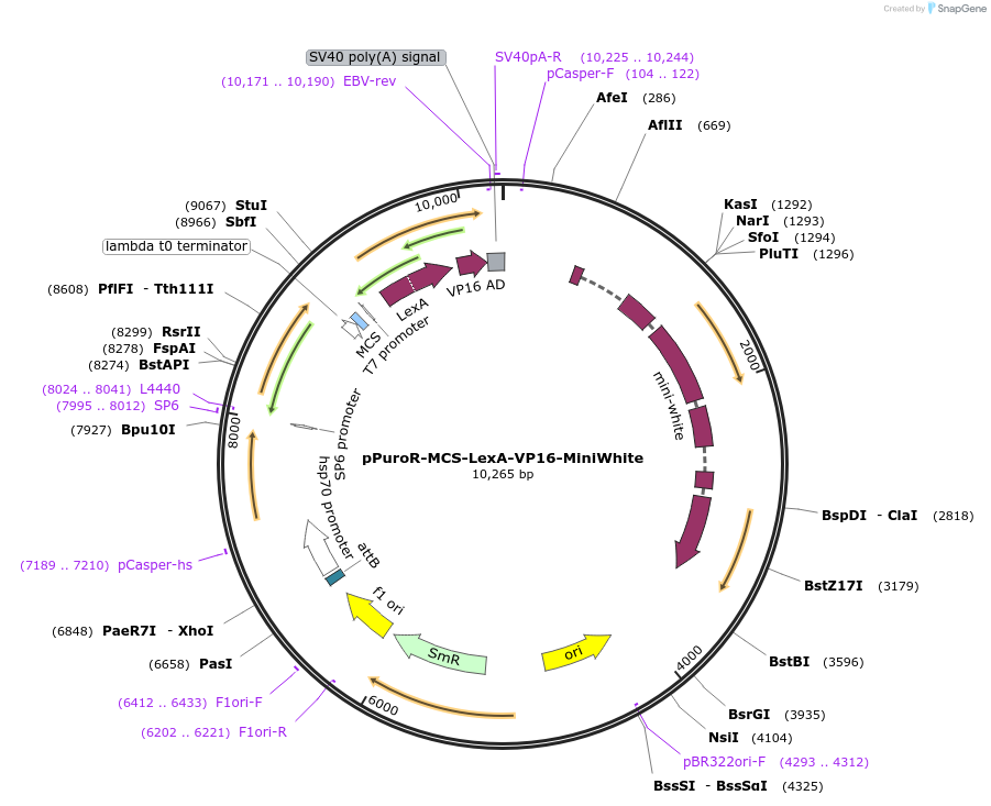 165898-plasmid-map-sequence-id-331224